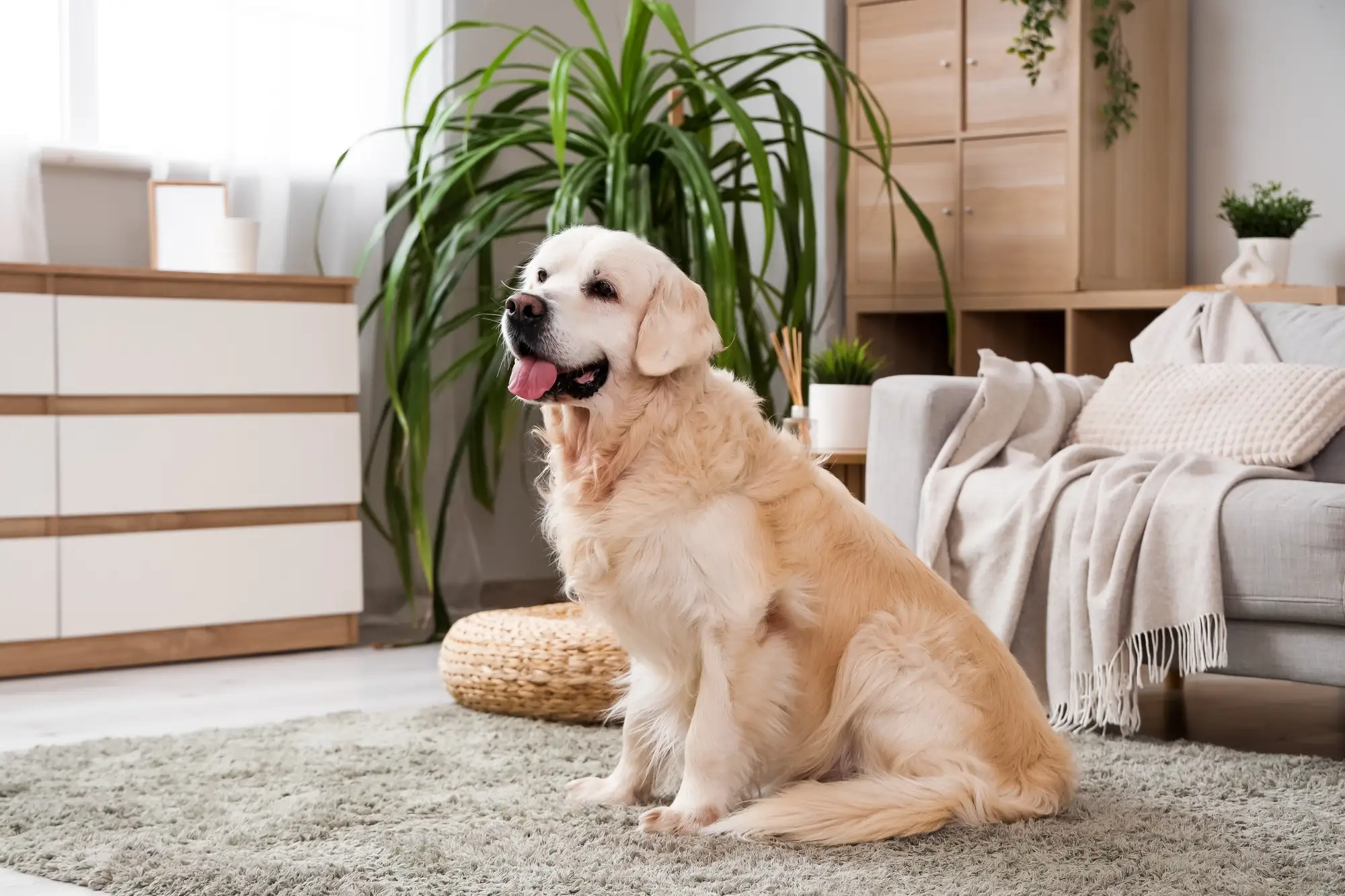 Fast Dog Urine Carpet Treatment Placer County for Fresh Carpets